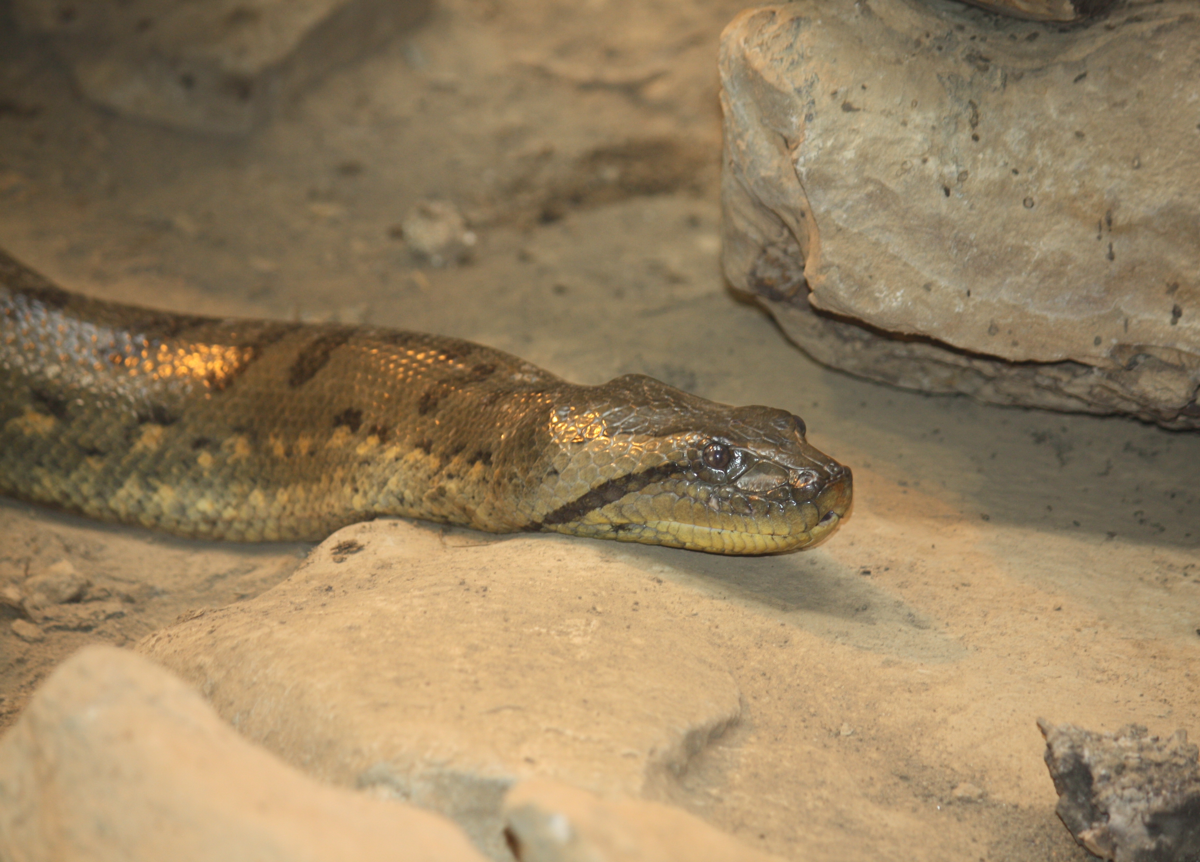File:Green Anaconda 057.jpg  Wikimedia Commons