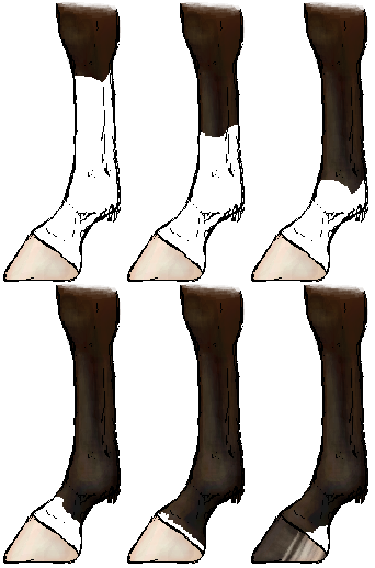 File:Horsemarkings legs.png