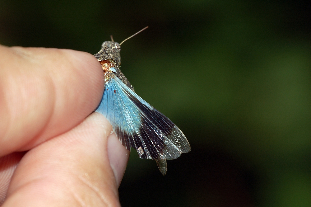 Oedipoda caerulescens, blue-winged grasshopper
