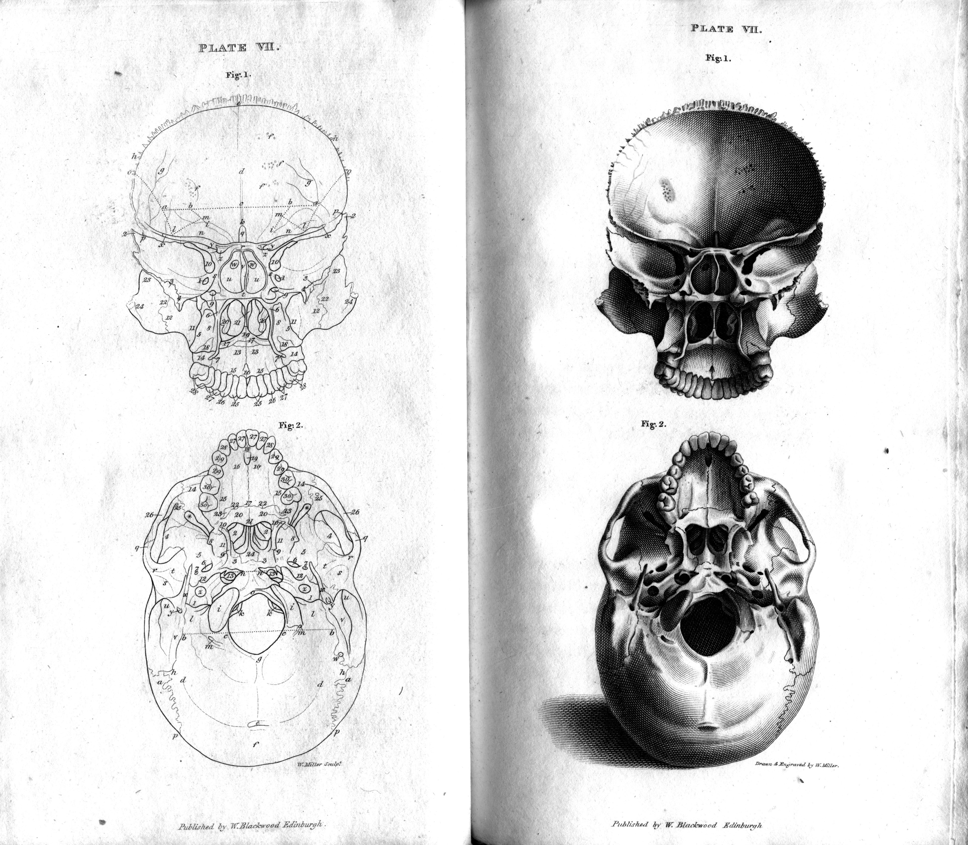 Human Skull Size