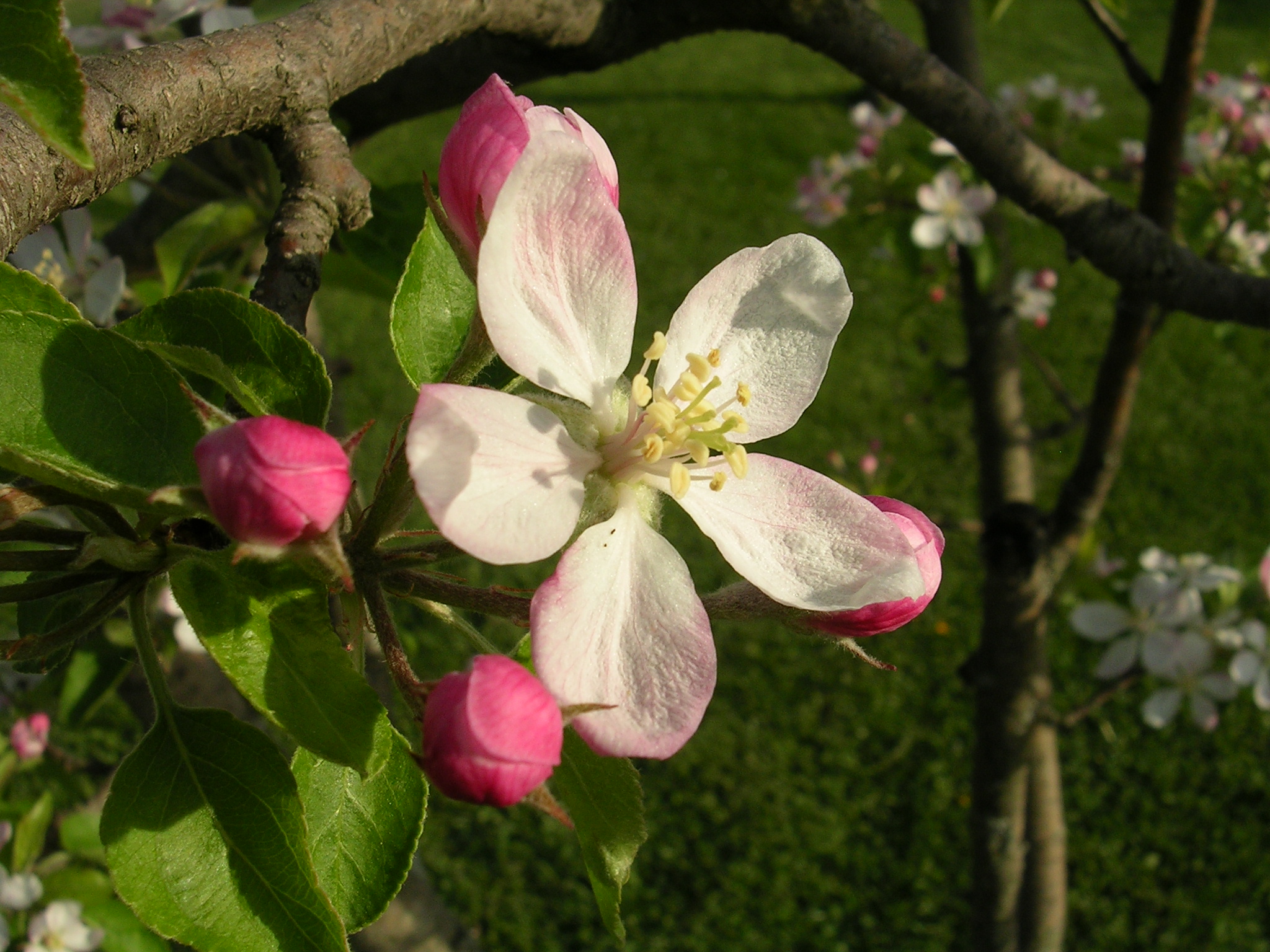 michigan apple blossom