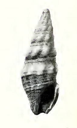 Crassispira eurynome