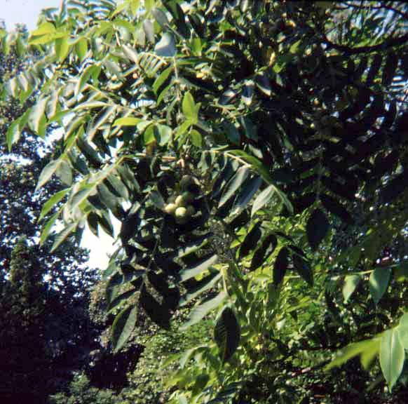 http://upload.wikimedia.org/wikipedia/commons/0/03/Juglans_ailantifolia.jpg