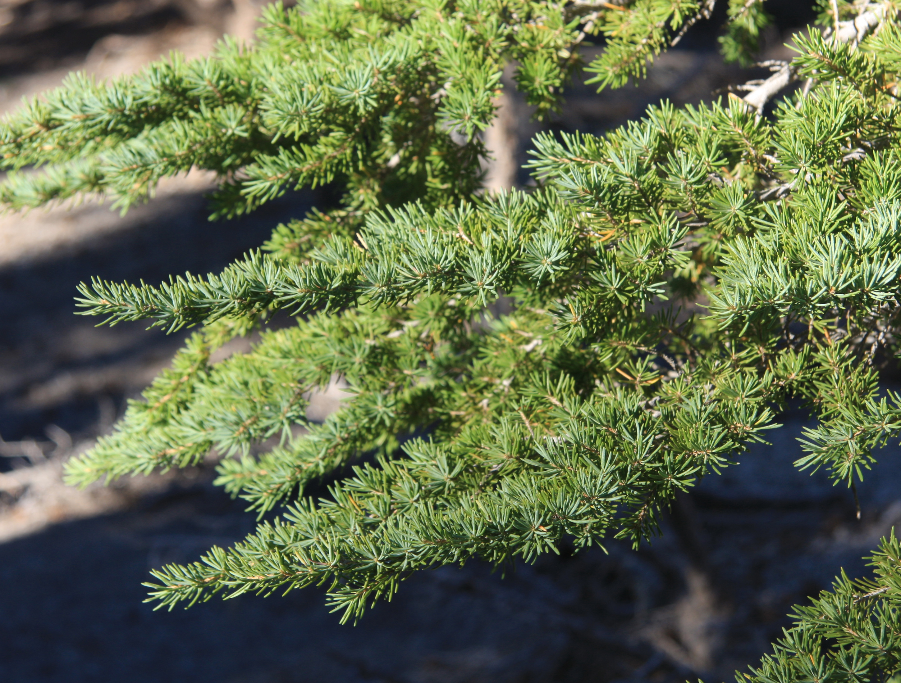 Tsuga Hemlock