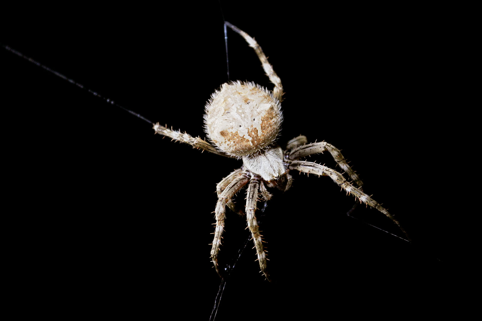 australian orb weaver