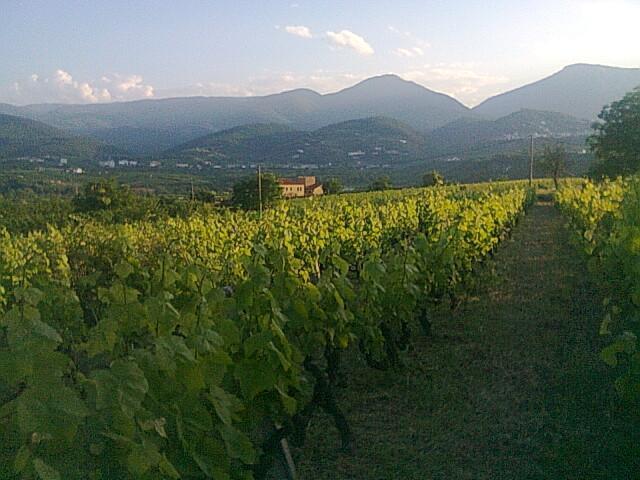 File:Vineyard in Naoussa, Central Macedonia, Greece.jpg