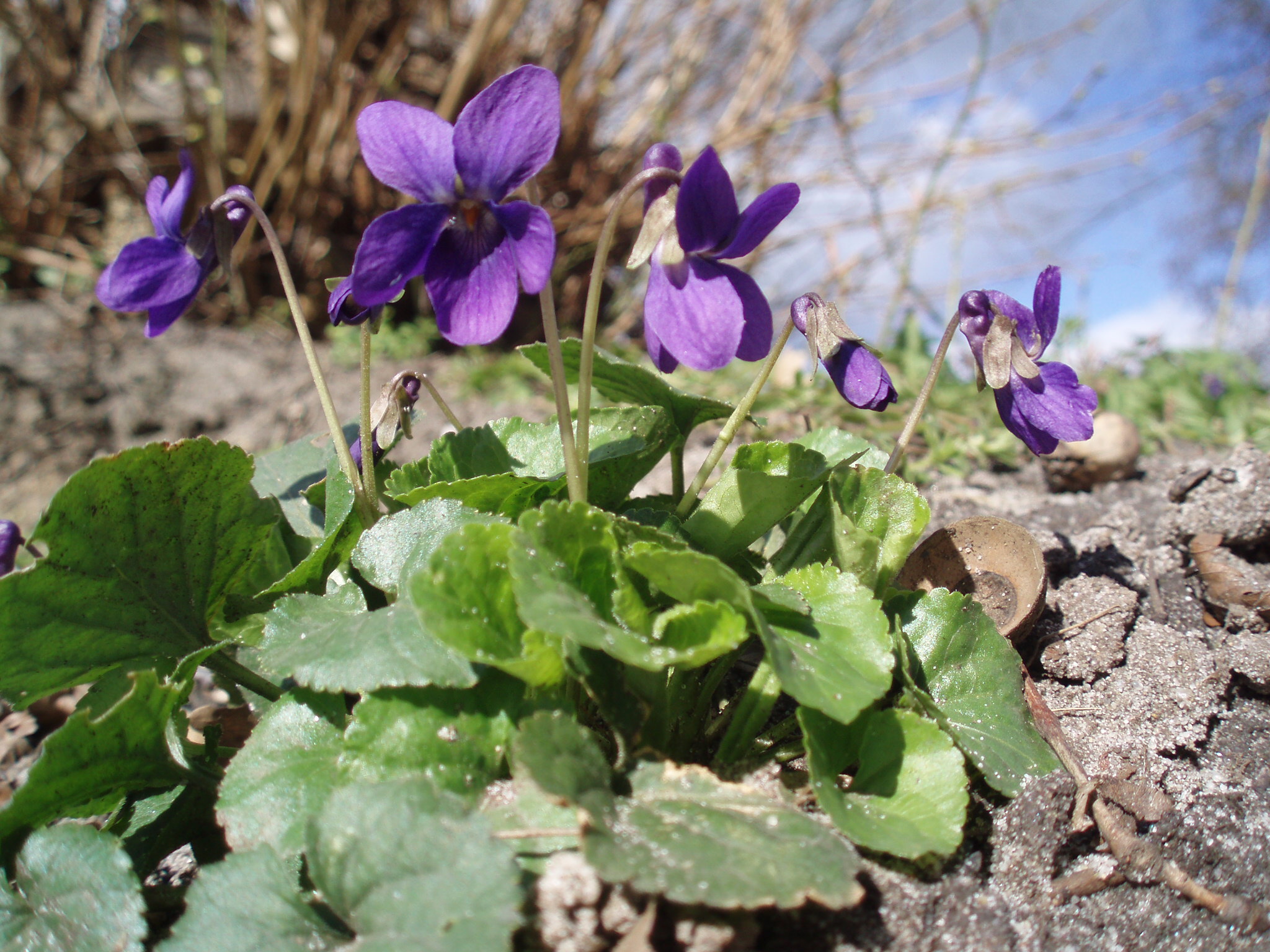 File:Viola odorata Maarts viooltje.JPG - Wikimedia Commons