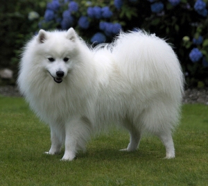 ABCs of Animal World: Amazingly Beautiful All-White Bre