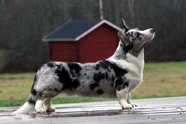 Corgi Welsh