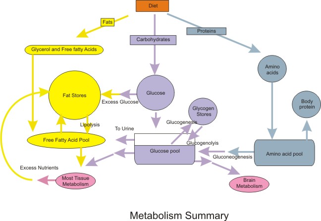 diagram of metabolism