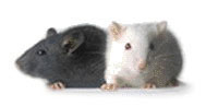 Mice with different coat colors.