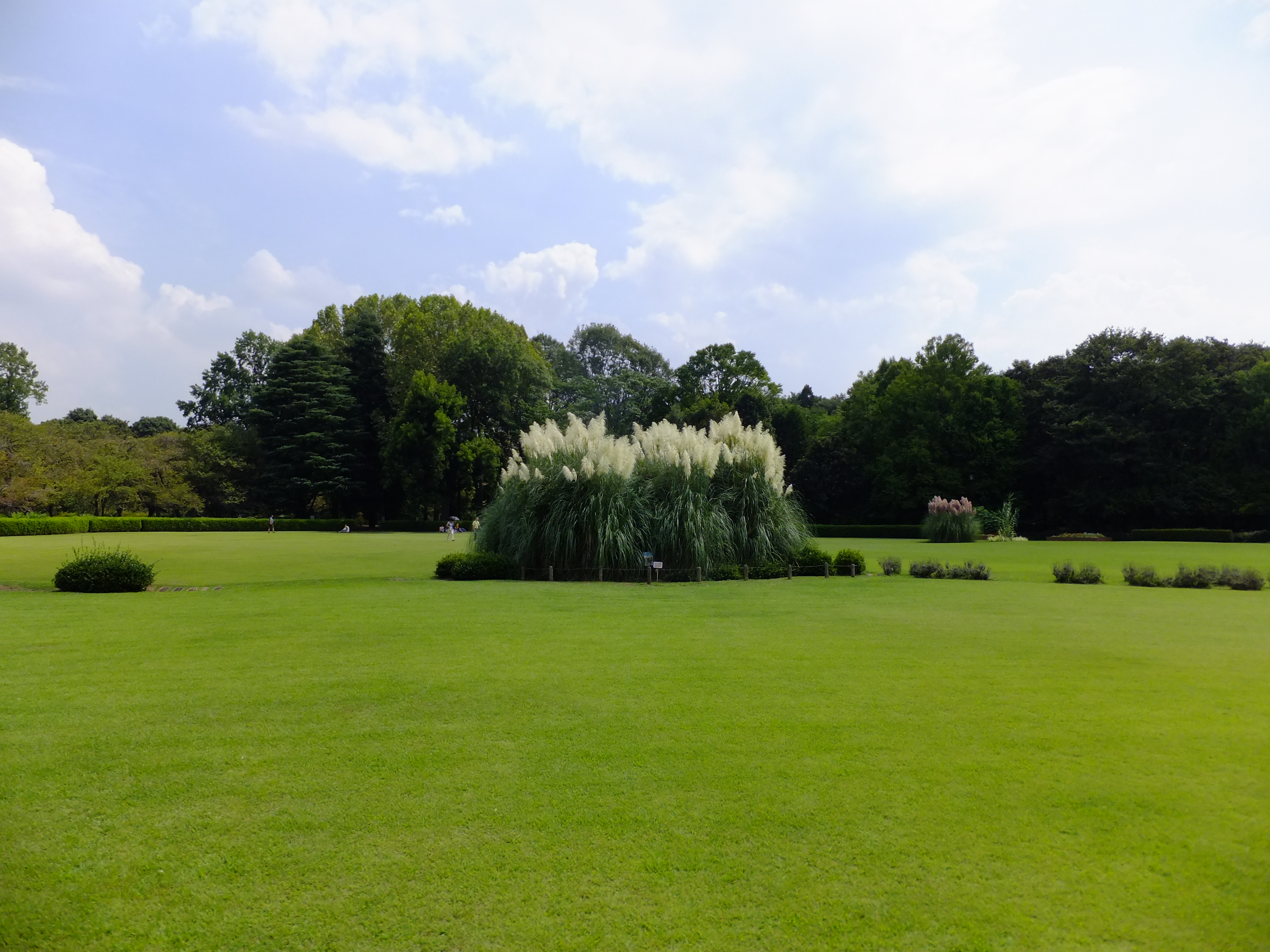 Garden Grass