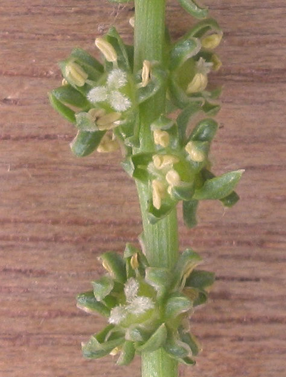 beta vulgaris