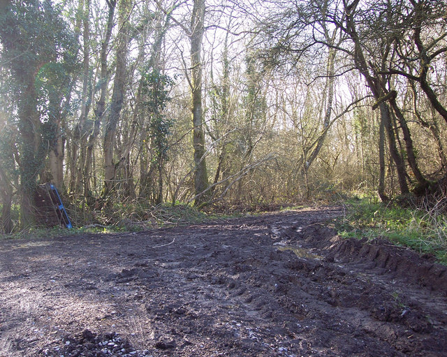 Track_into_Summerleaze_Oaks_near_Kinghay