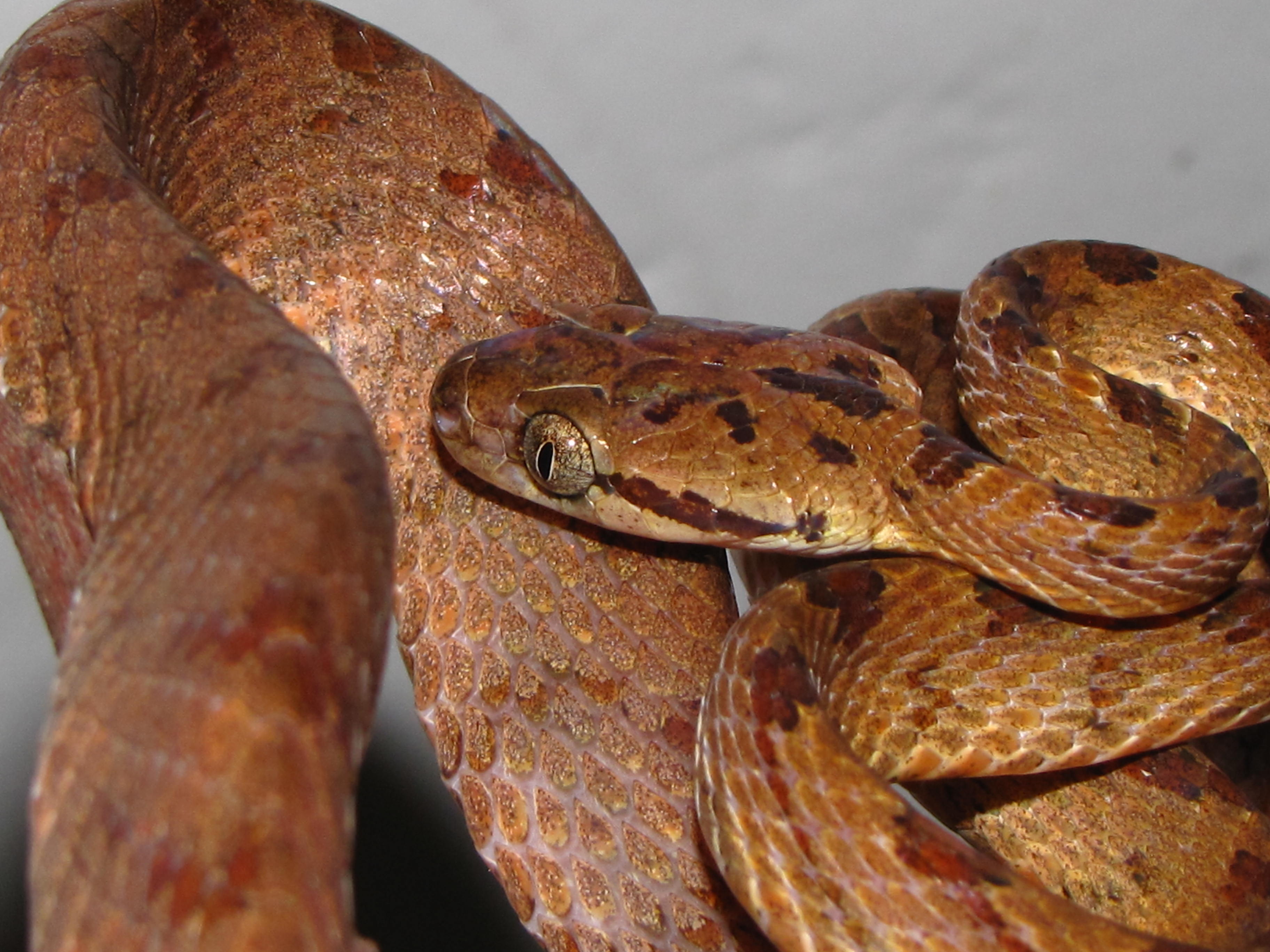 Boiga Ceylonensis