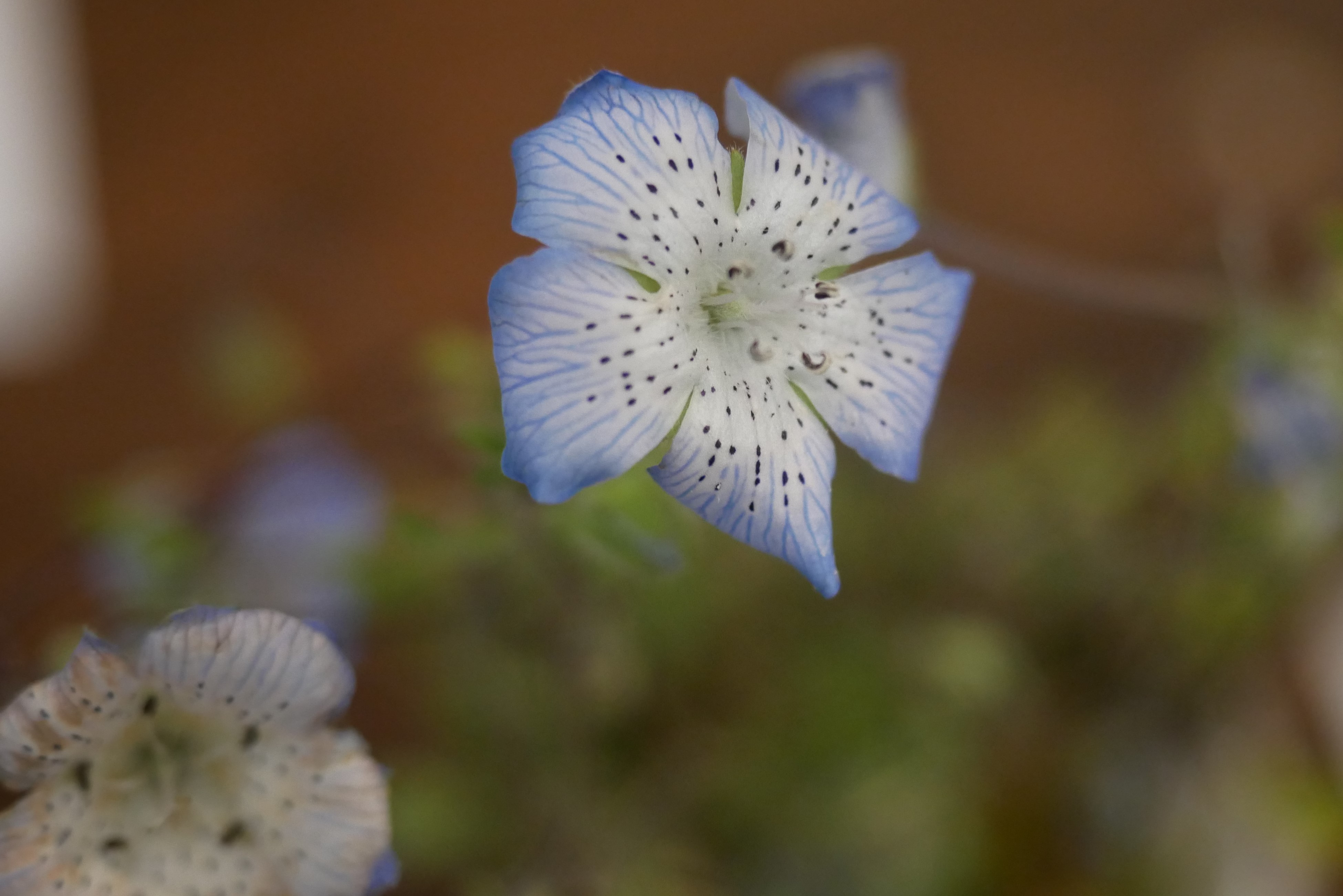 Nemophila Menziesii Wikiwand