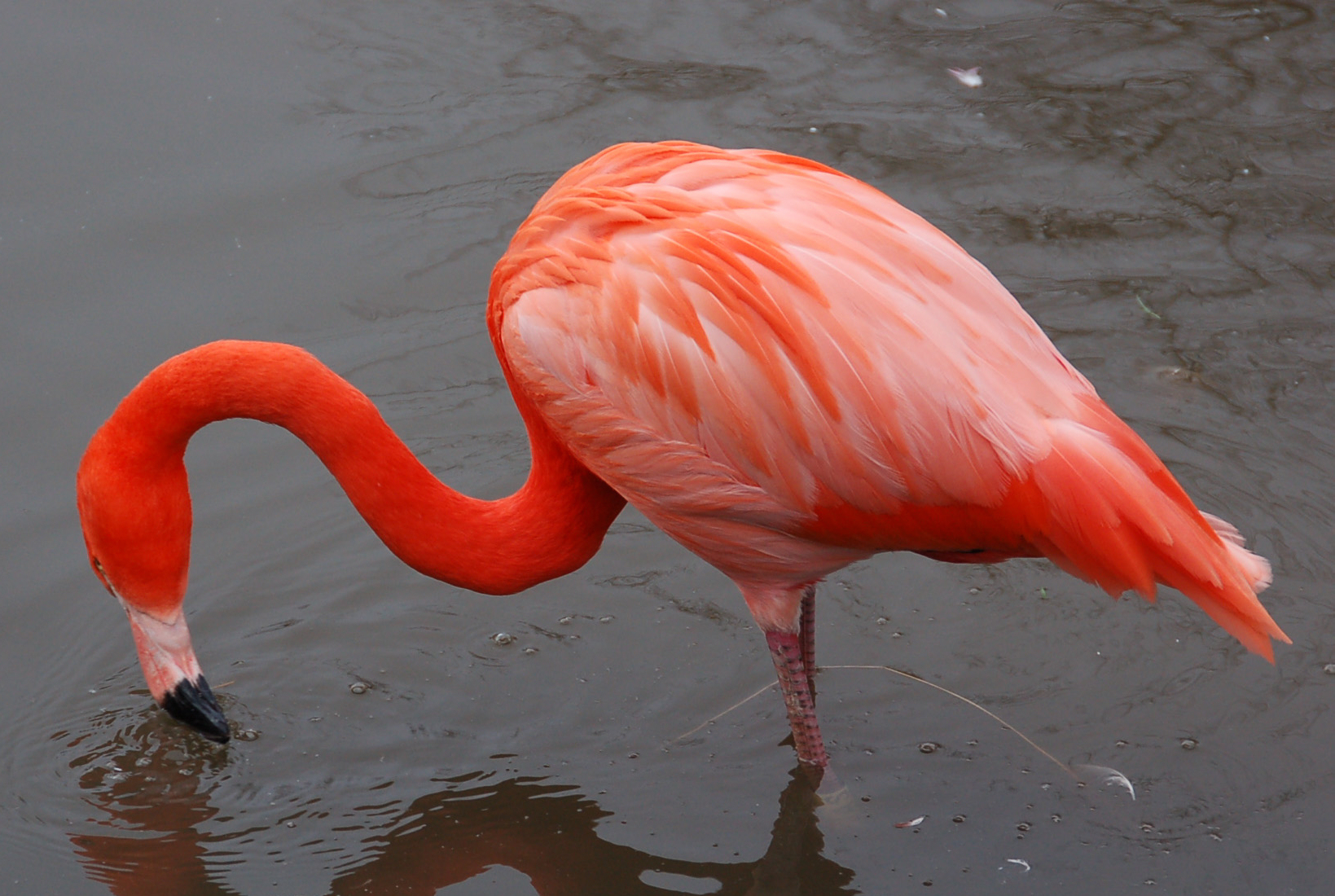 FileCaribbean flamingo at slimbridge arp.jpg Wikipedia