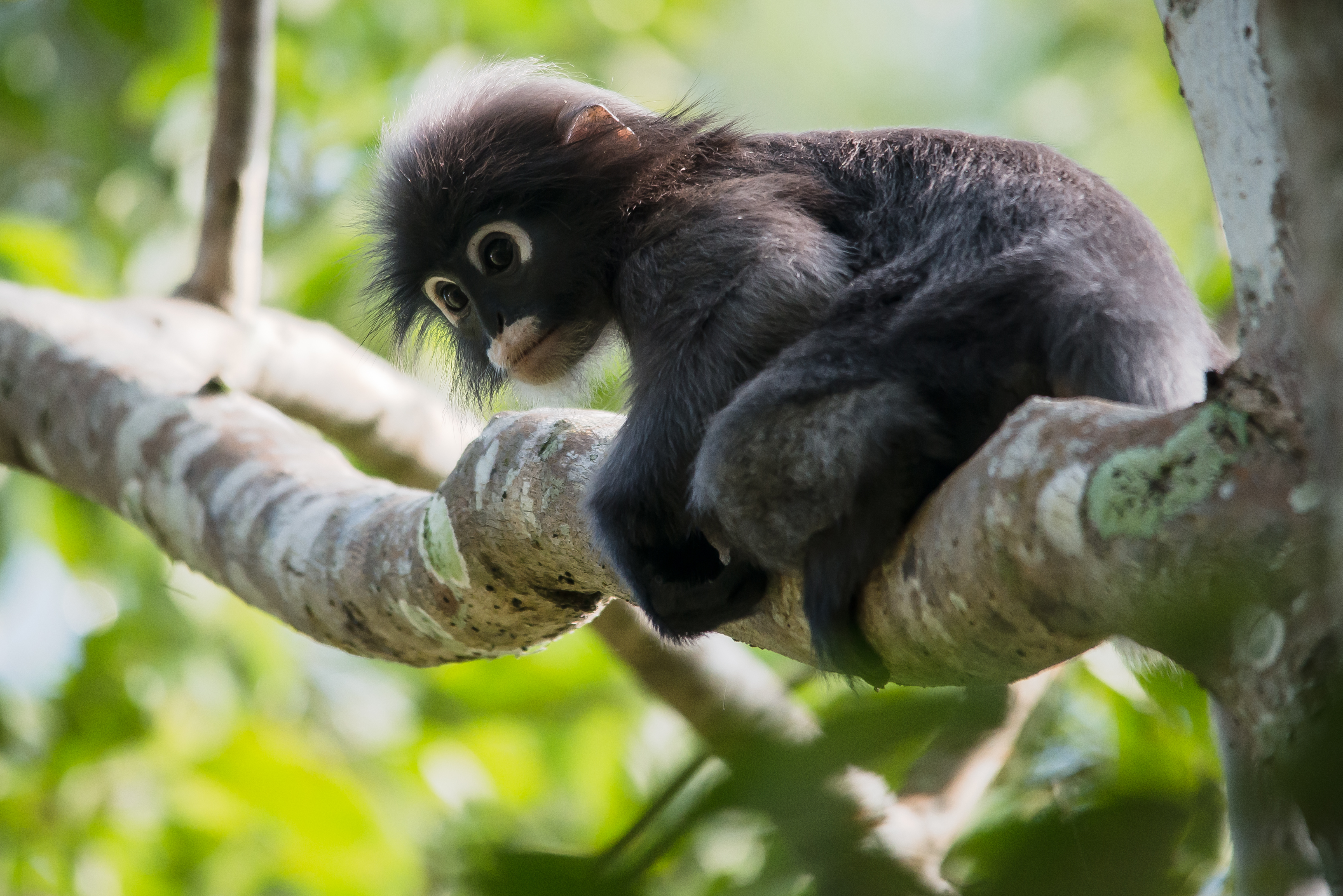 File:Dusky leaf monkey, Trachypithecus obscurus.jpg - Wikimedia Commons