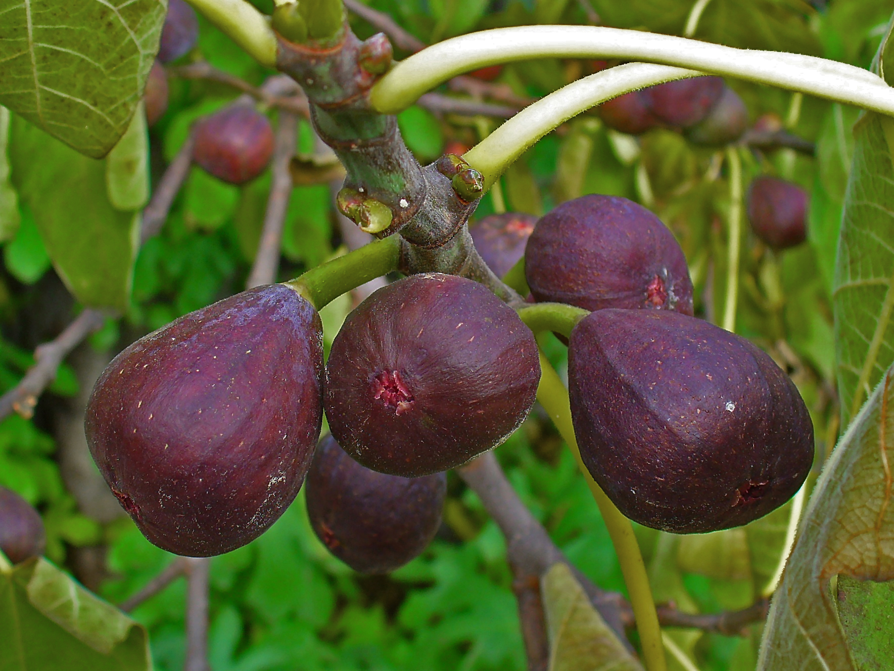 common fig