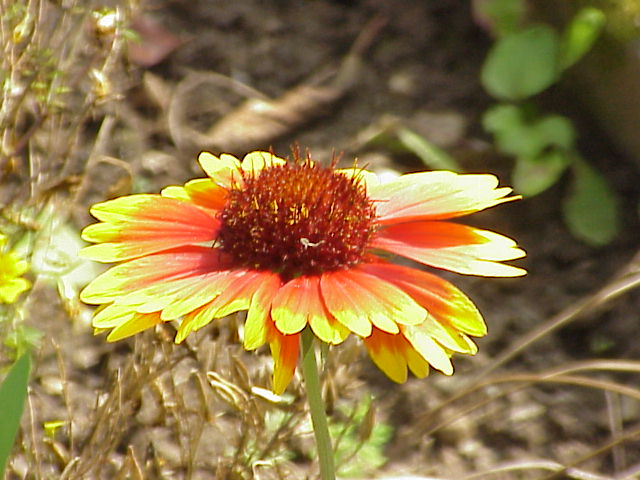 Gaillardia. Blanket Flower. picture