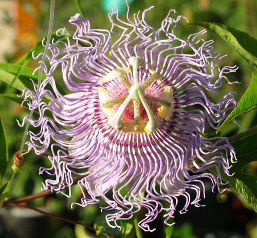 Passiflora incarnata flower
