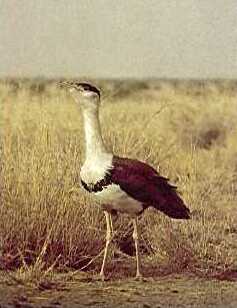 Great Indian bustard