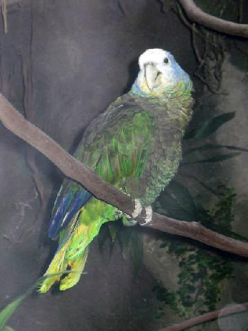 St. Vincent Amazon Parrot