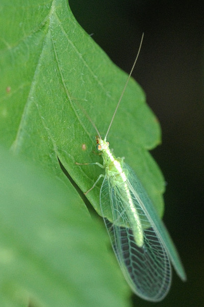 Chrysoperla.carnea