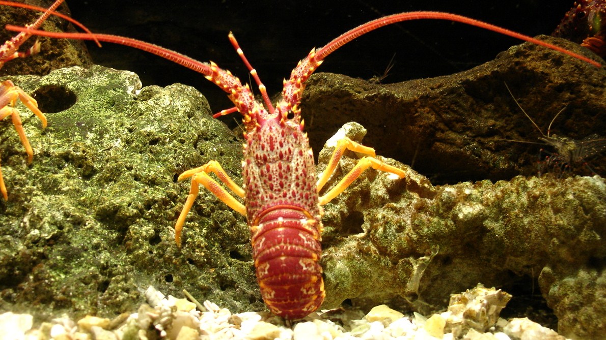 صور من عالم البحار  Southern_rock_lobster,_Jasus_edwardsii