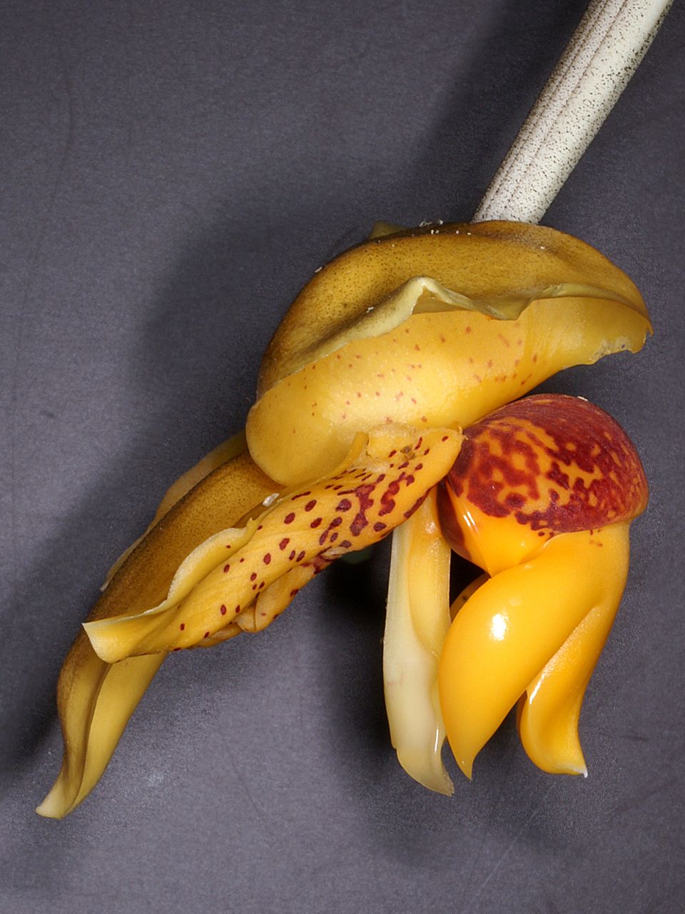 Stanhopea connata image