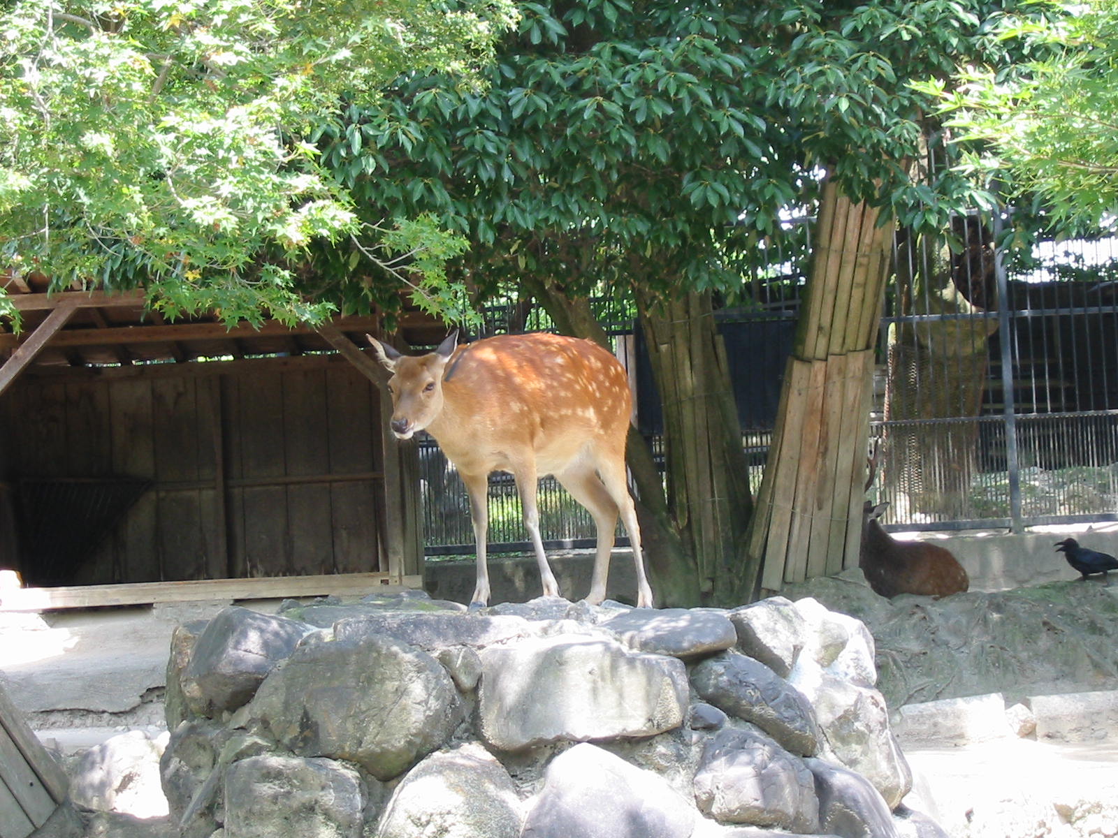 Zoo In Japan