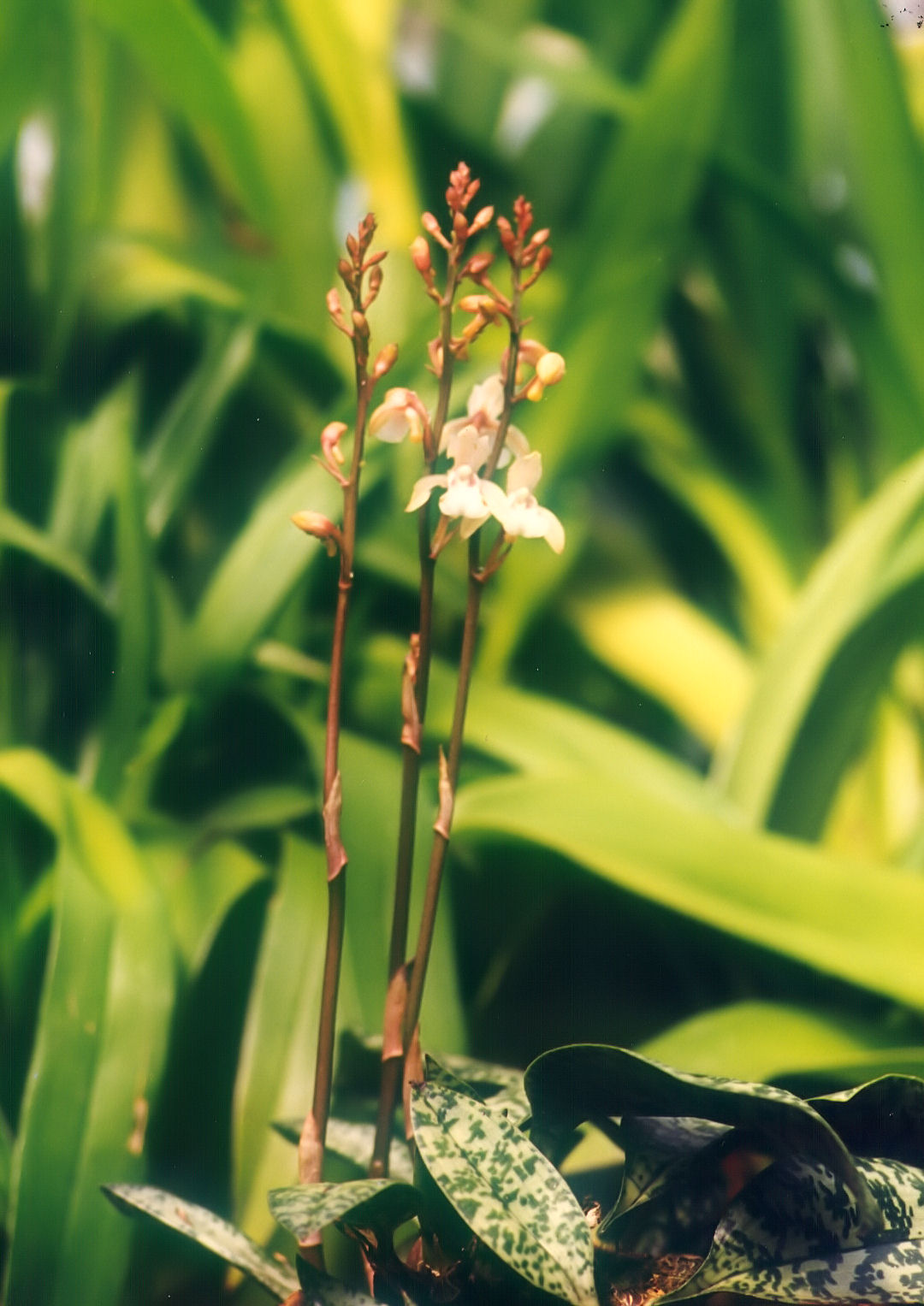 http://upload.wikimedia.org/wikipedia/commons/0/07/A_and_B_Larsen_orchids_-_Oeceoclades_maculata_451-3.jpg