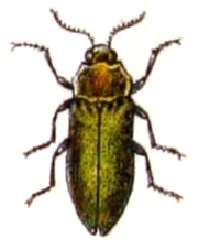 Agrilus.hyperici .-. Calwer.24.13.jpg