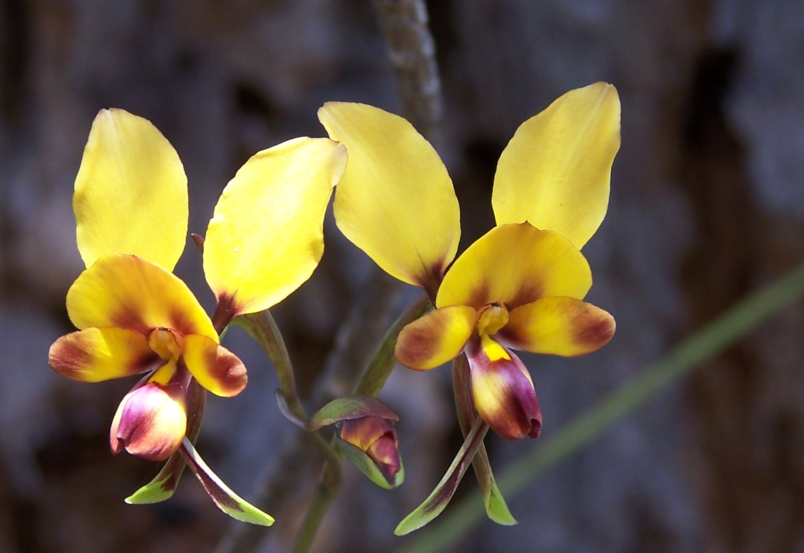 http://upload.wikimedia.org/wikipedia/commons/0/07/Diuris_03_gnangarra.jpg