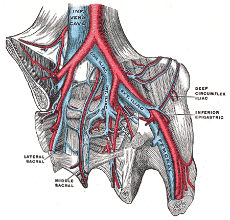 The iliac veins (in the pelvis) include the external iliac vein, the internal iliac vein, and the common iliac vein