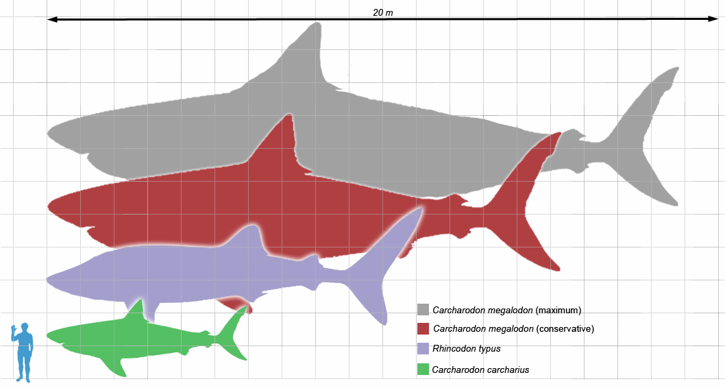 Megalodon Size Comparison Chart Images & Pictures Becuo