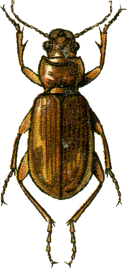 Amara lutescens