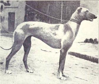 http://upload.wikimedia.org/wikipedia/commons/0/08/Arabian_Greyhound_from_1915.JPG