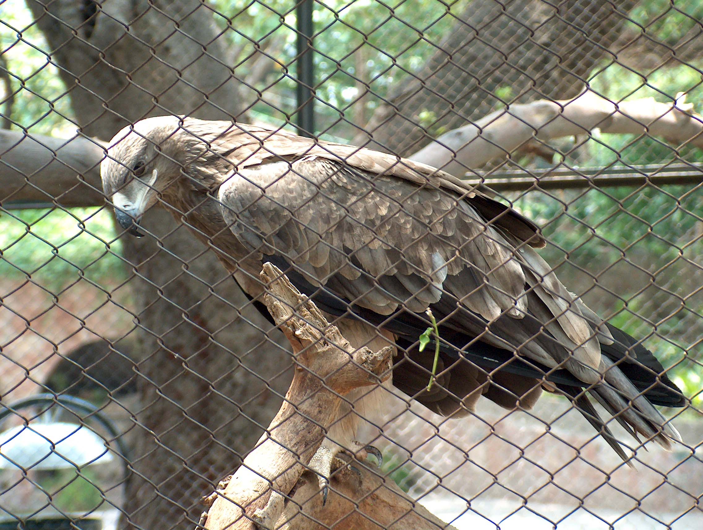 http://upload.wikimedia.org/wikipedia/commons/0/08/Eagle_Lahore_Zoo_June302005.jpg