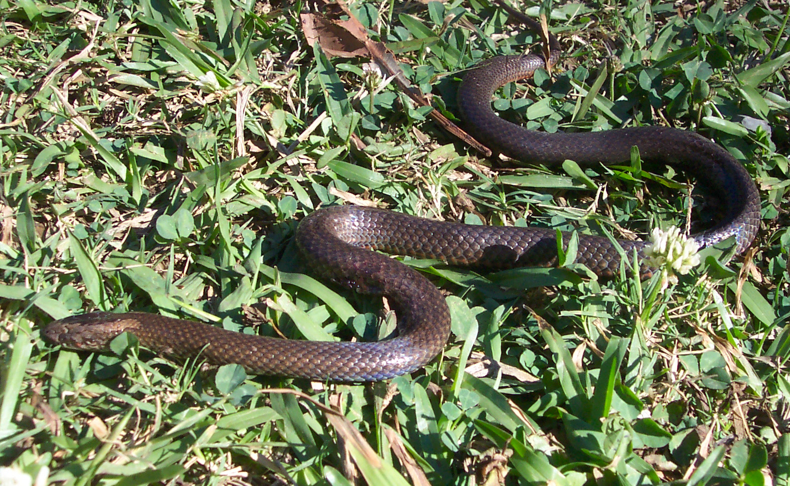 Cacophis squamulosus image