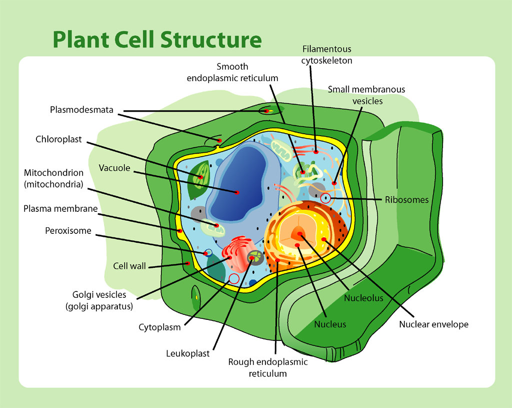 Trees-Plants-Flowers-Fruits: Plant Cell-Plant Cell