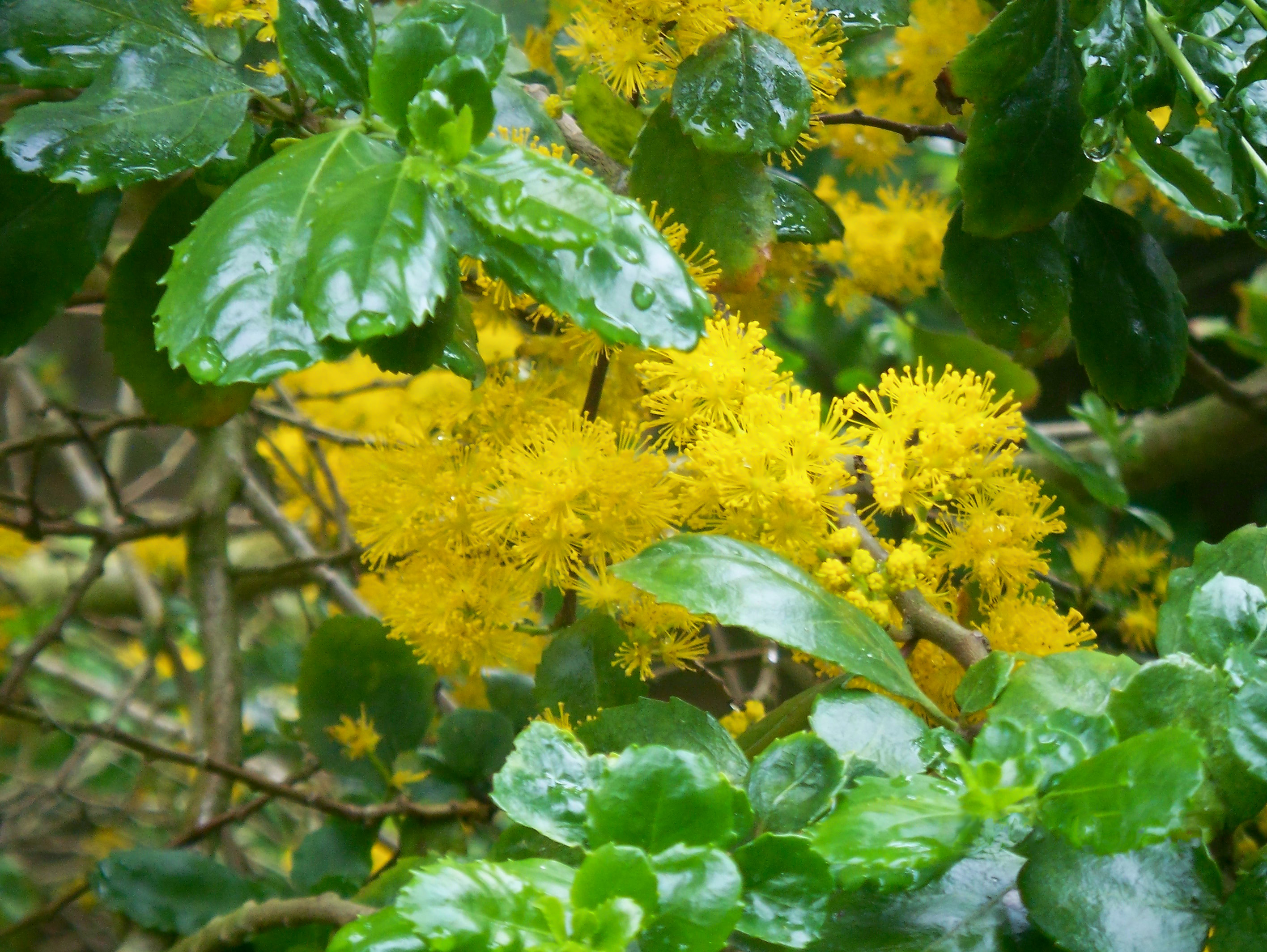 Azara Serrata