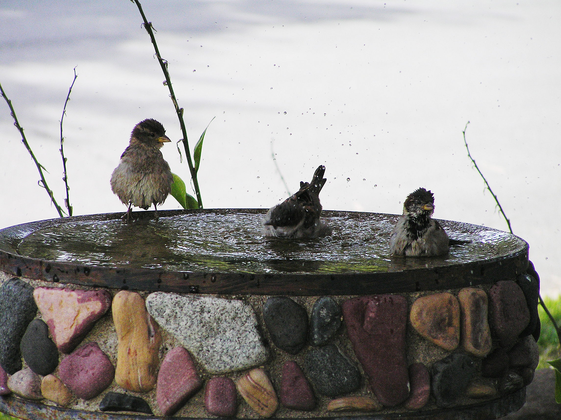 Bird Bathing