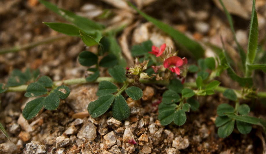 Indigofera linnaei image