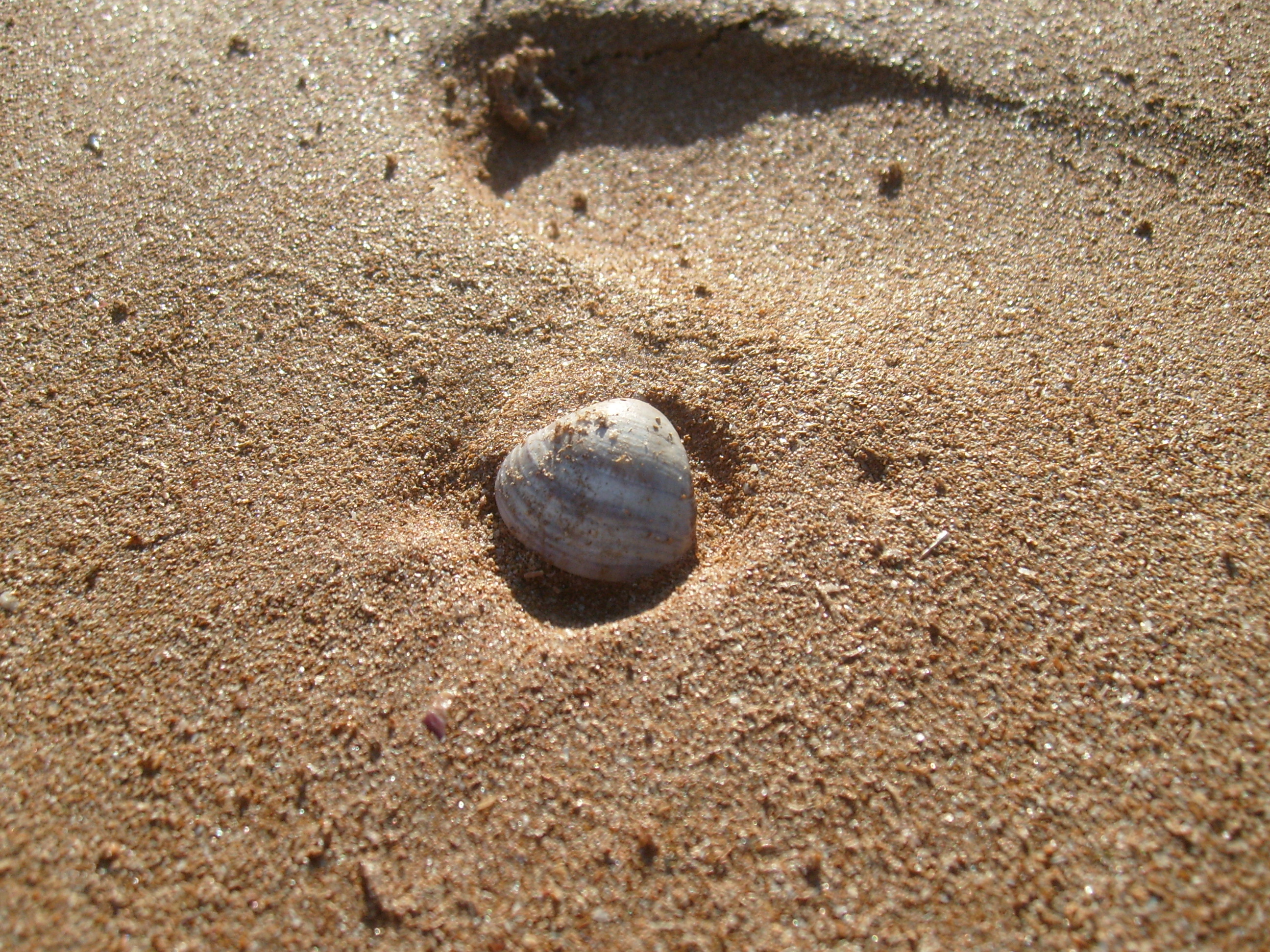 Seashell On Beach