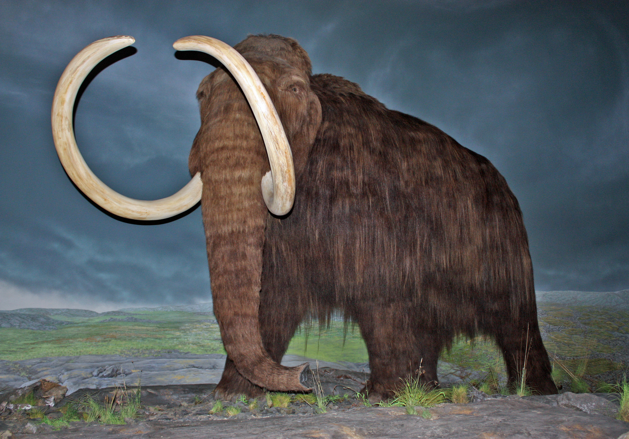 English: Woolly mammoth restoration at the Roy...
