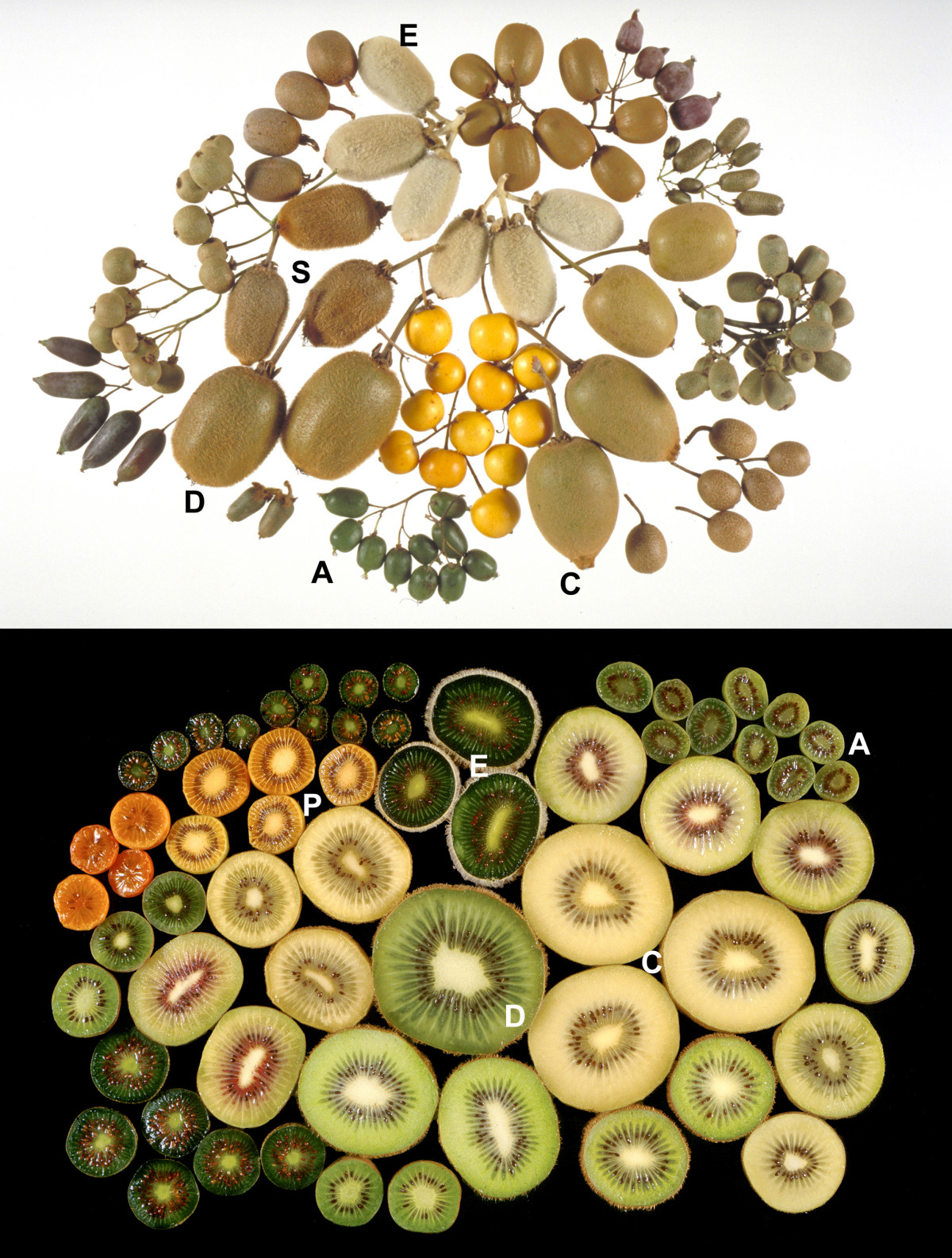 Fruits of different species af Actinidia.