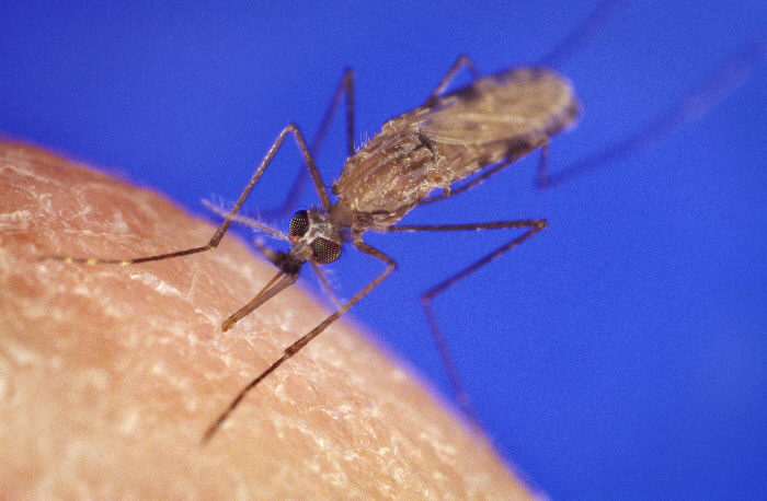 Anopheles gambiae biting man