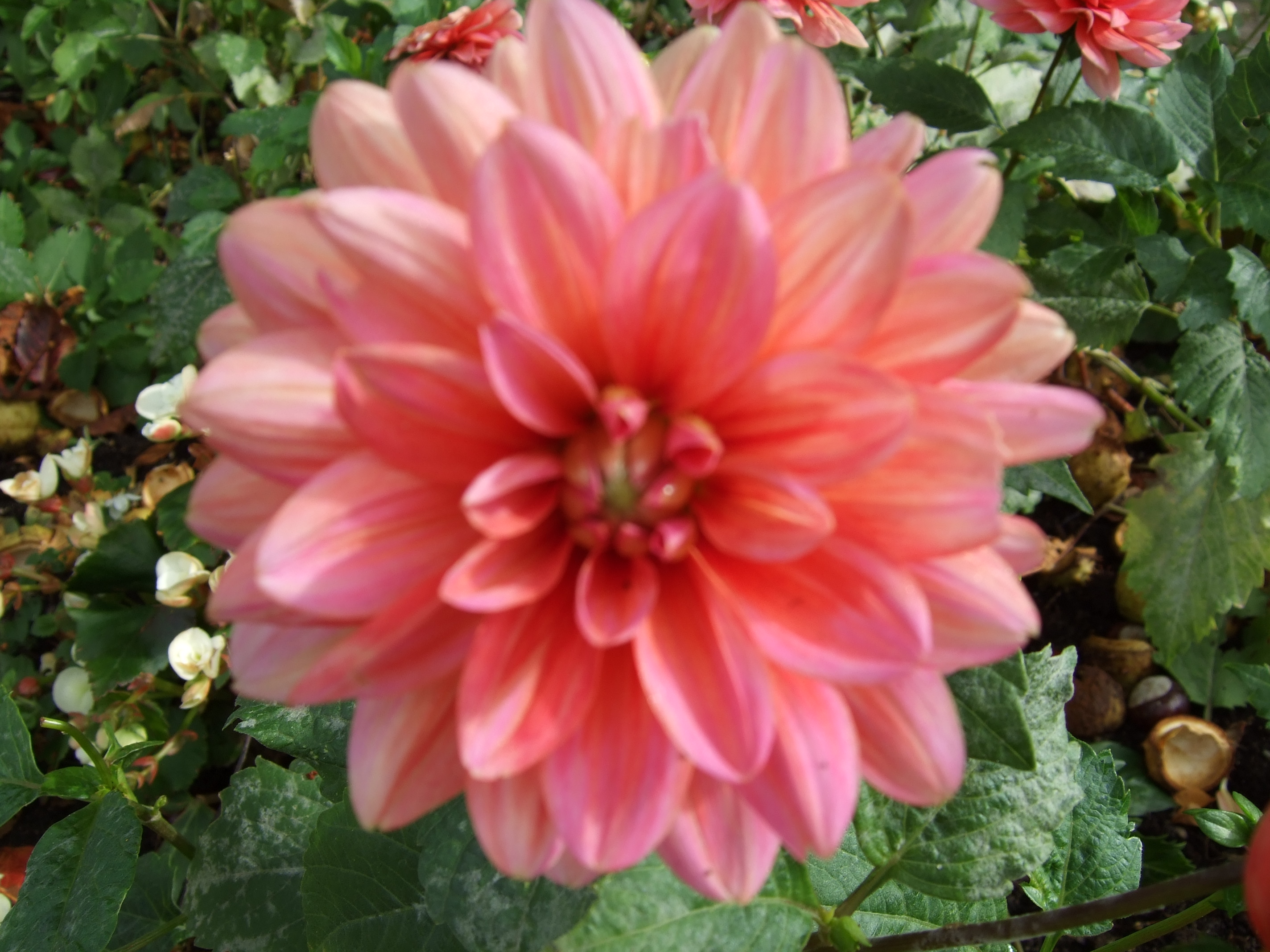 dahlia berliner kleene