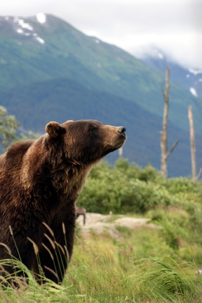 File:Grizzly Bear Alaska (1).jpg